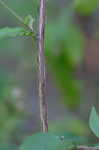 Common blue wood aster